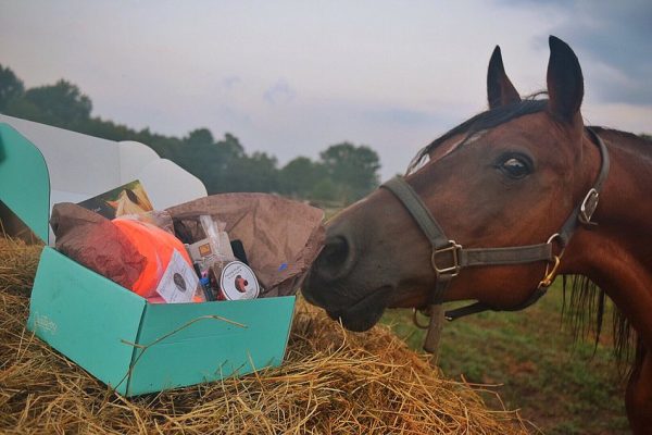 The Gift Box of Happiness for Horses and Humans