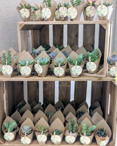 BabySucculents
