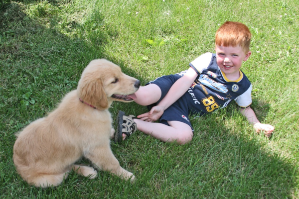 Teaching Kids to Train Their New Puppy