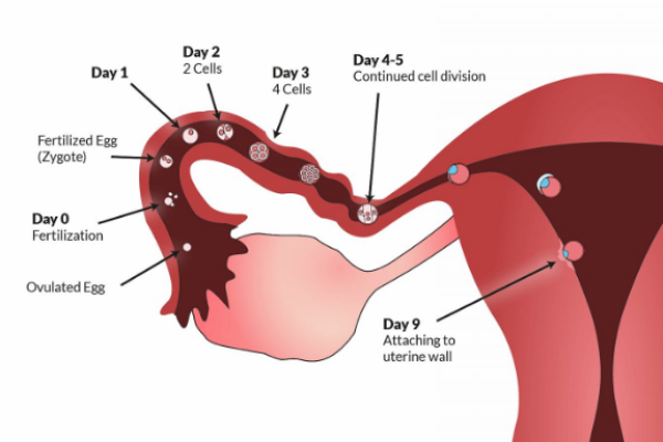 How Do I Track My Ovulation